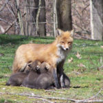 Nursing fox