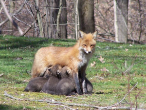 Nursing fox
