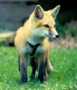 Fox pup