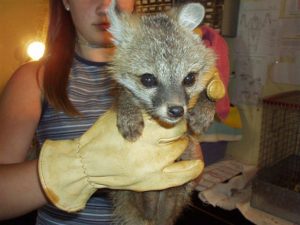 Fox pup