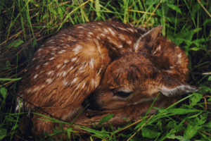 Fawn