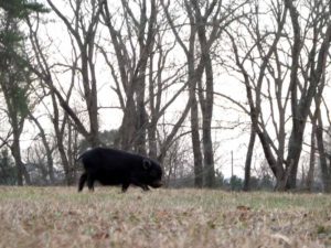 Pig in wild