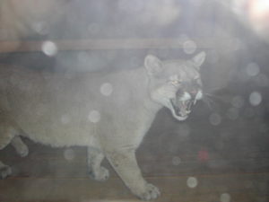 Cougar