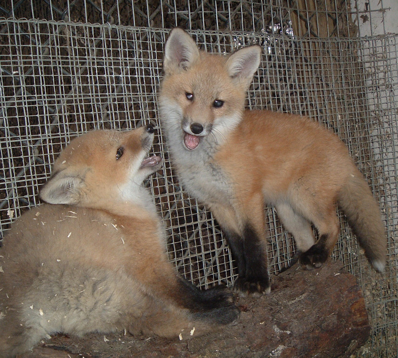 Fox pups