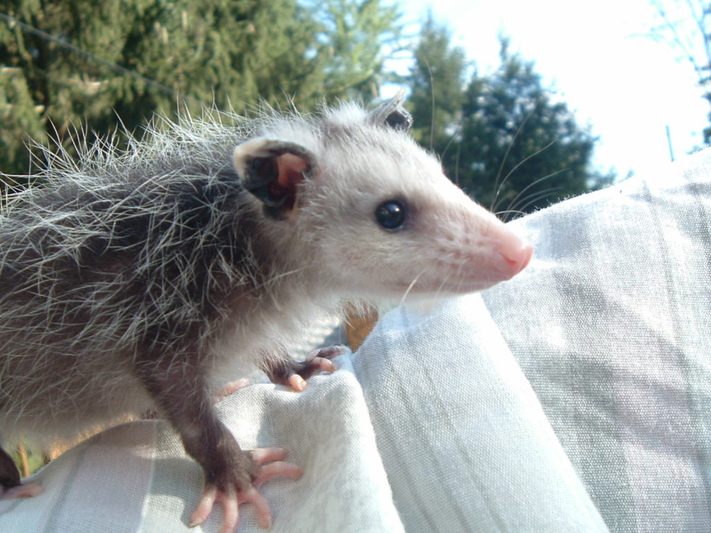 Opossum