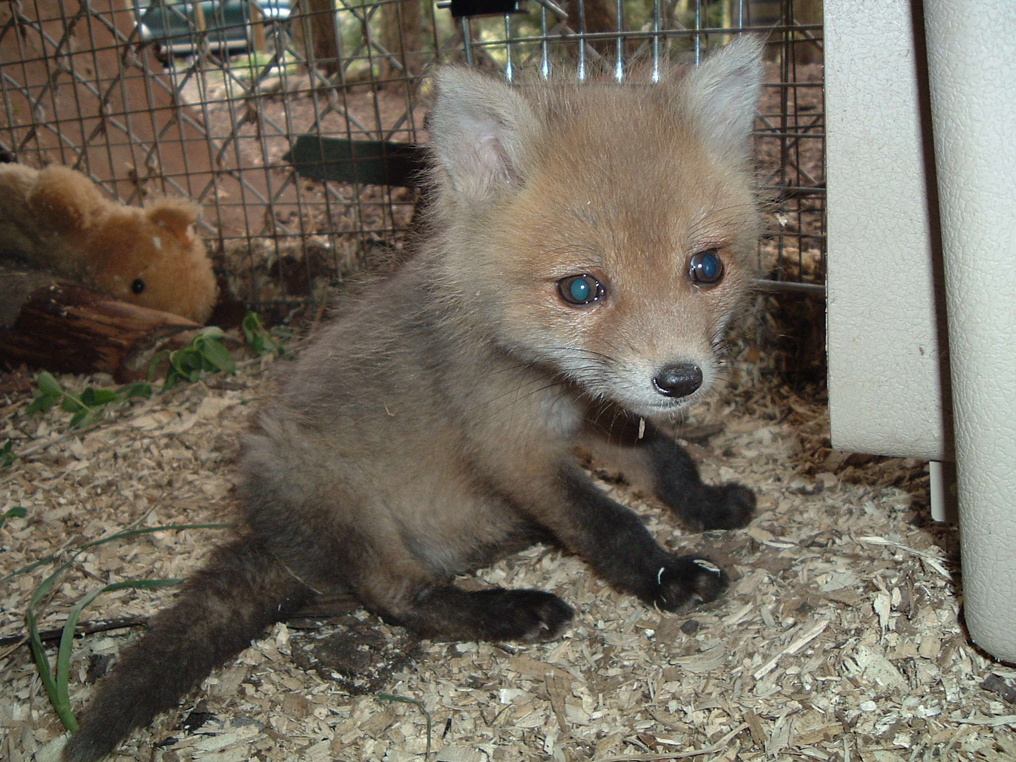 Fox Wood 2008 Newsletter Excerpts Fox Wood Wildlife Rescue