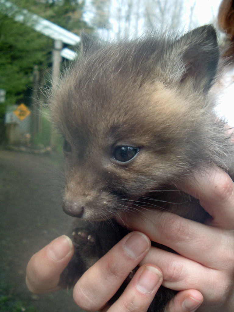 Fox pup