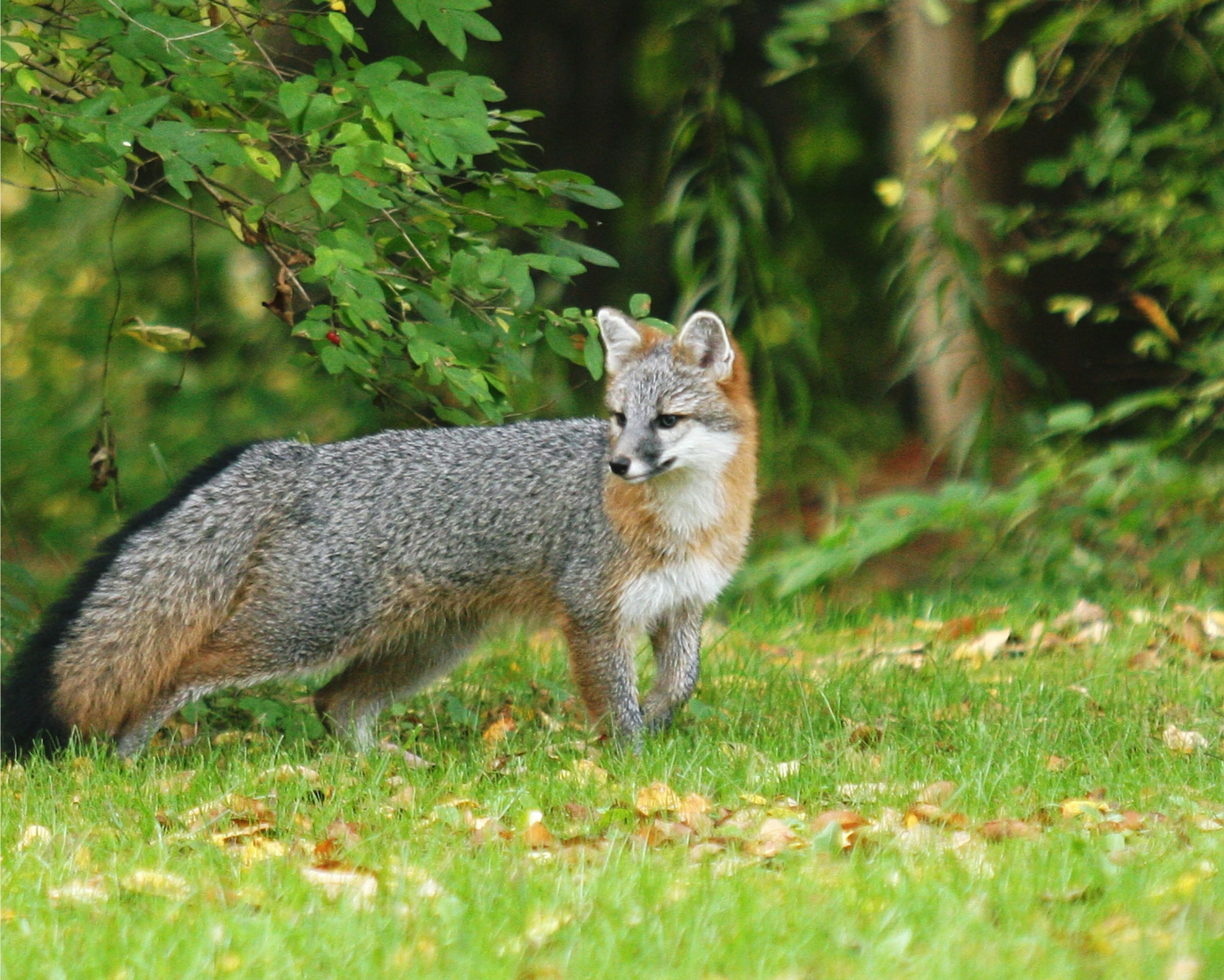 Grey Foxes Fox Wood Wildlife Rescue