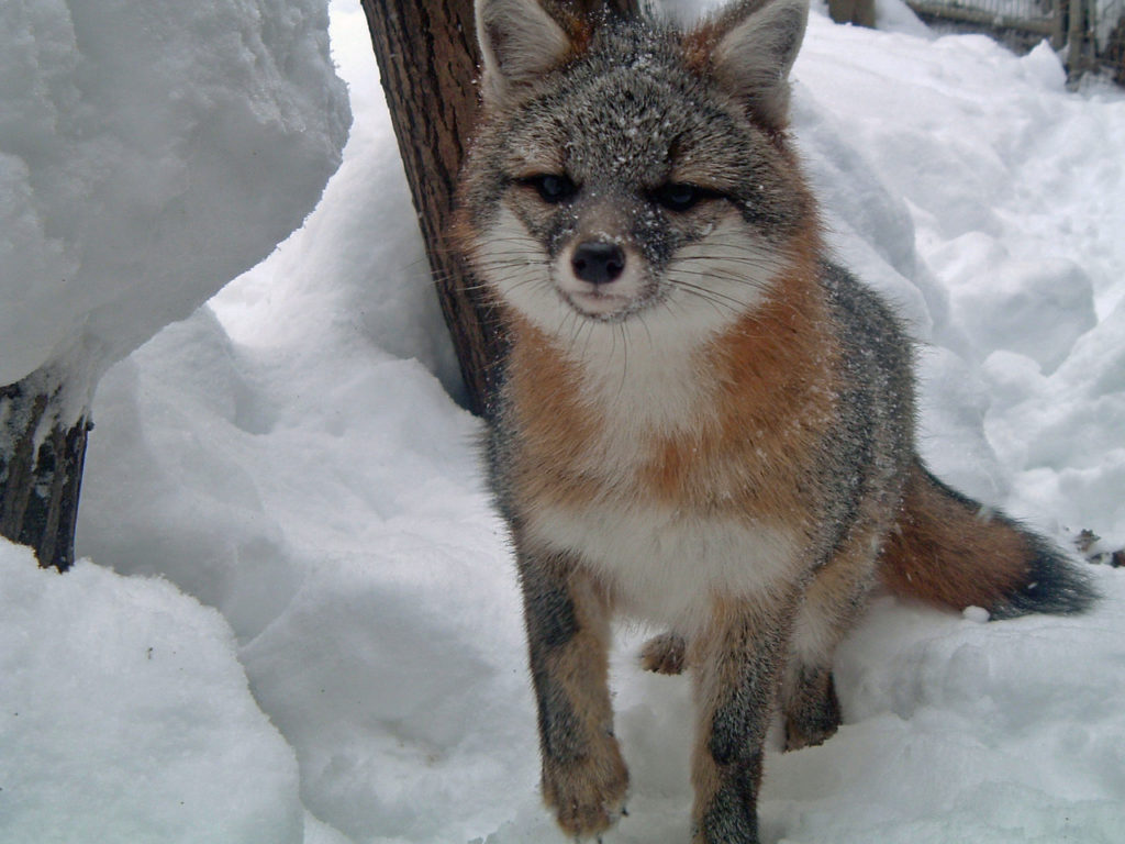 Gray Fox