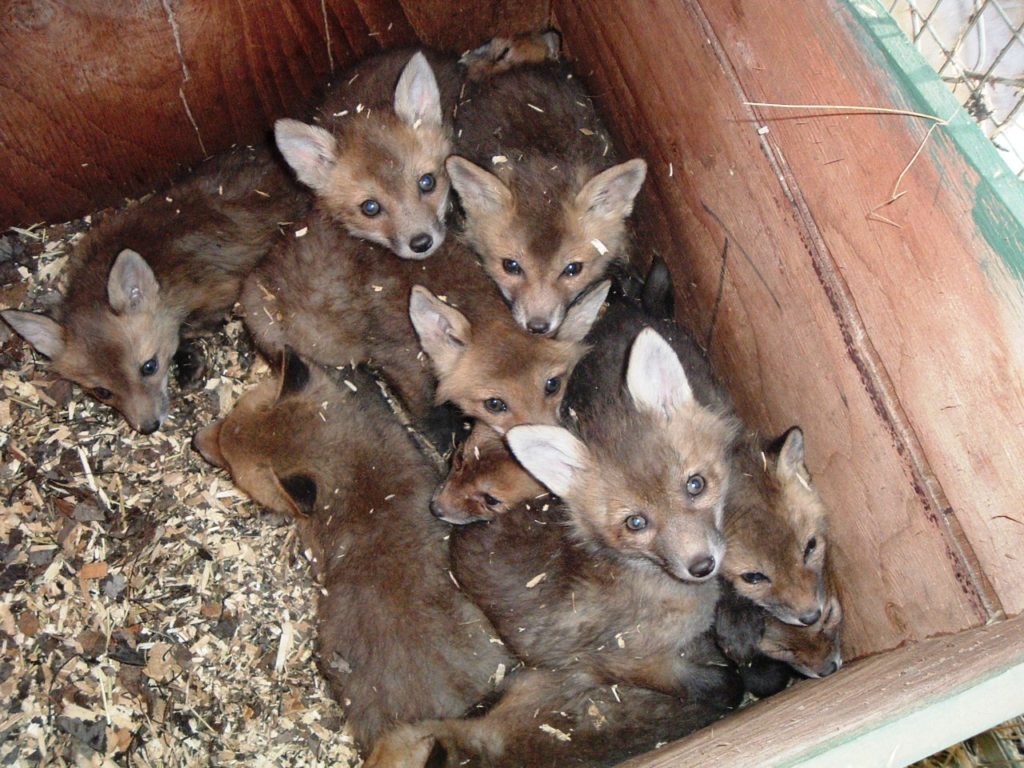 Fox pups