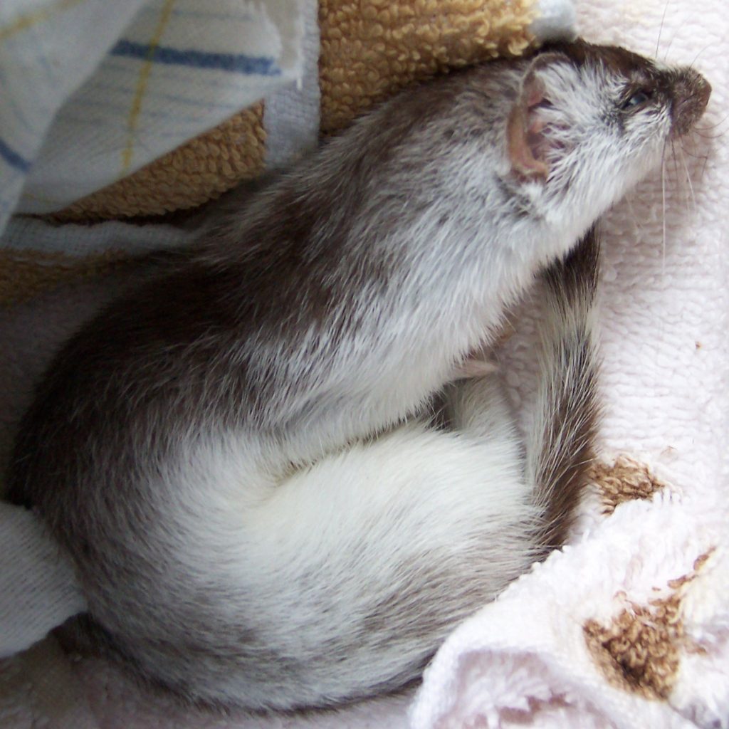 Short tailed weasel