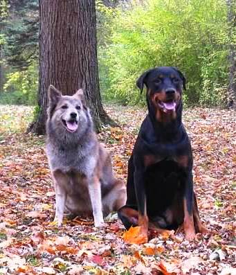 rottweiler good with other dogs